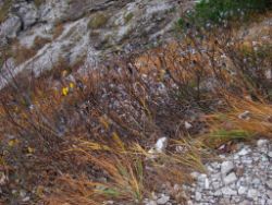2013-10-26_Schildenstein (202).JPG